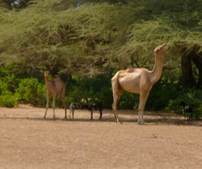 Turkana camels